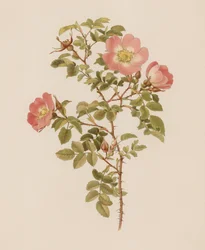 Rosa inglesa